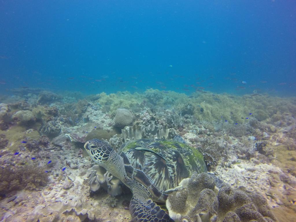 بوهول Coco White Beach Resort المظهر الخارجي الصورة
